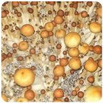 Псилоцибиновые (галлюциногенные)  грибы Psilocybin "Golden Teacher" в Пионерском