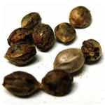 Семена марихуаны АК-47  (Seeds AK-47) в Пионерском